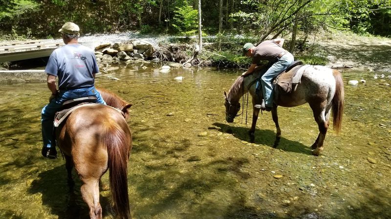 Equestrian Forest Pathways