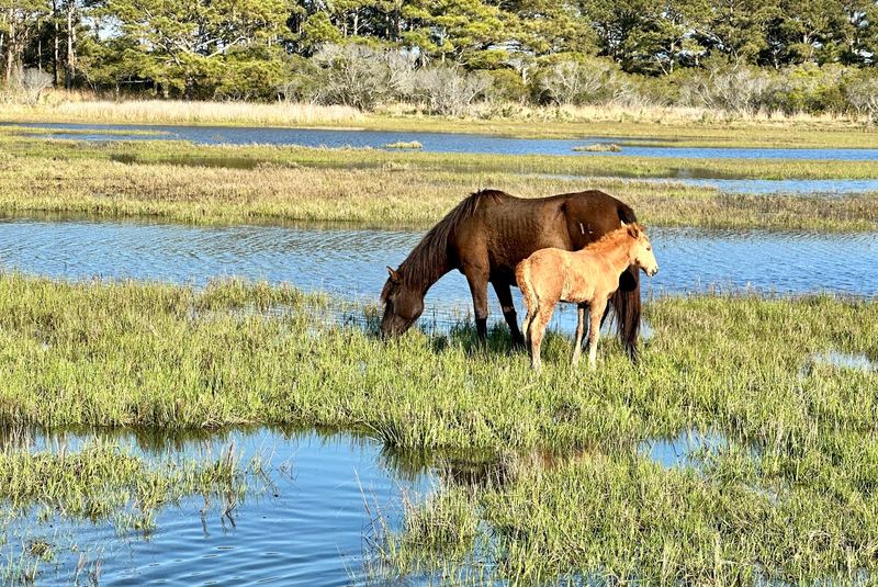 Breathtaking Marshland Vistas