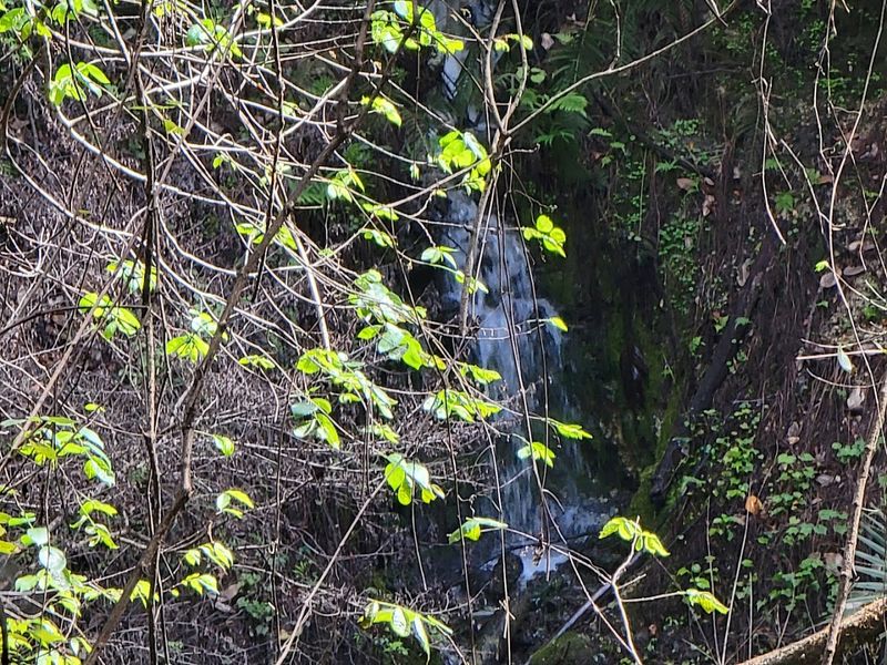 Devil's Millhopper Geological State Park &mdash; Rain-Fed Sinkhole Waterfalls