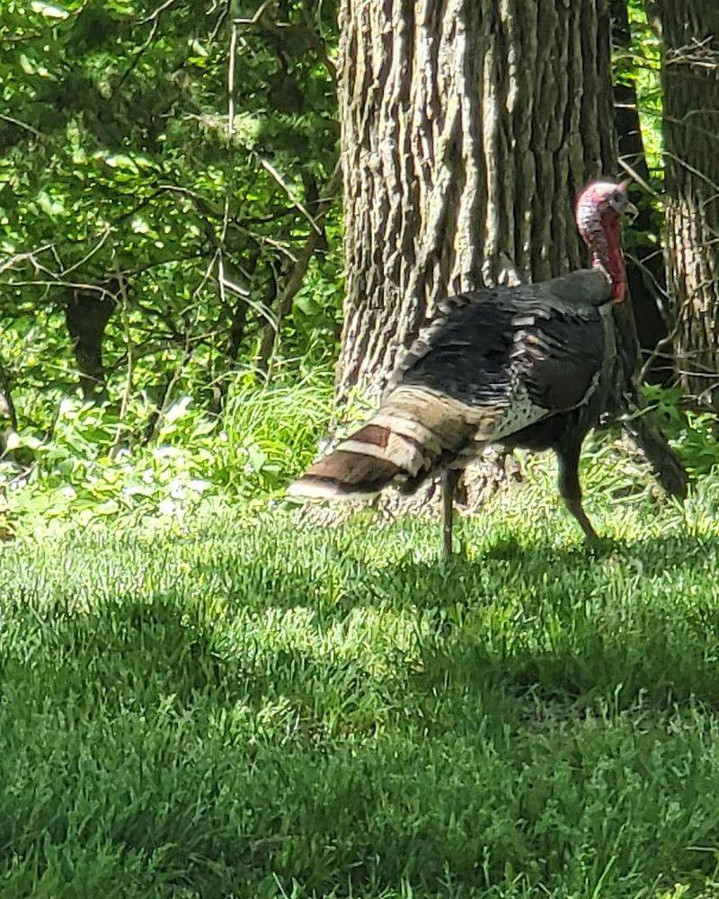 Wildlife Viewing in a Forested River Valley