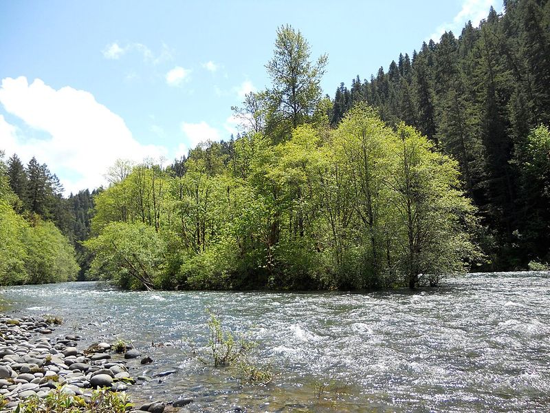 Native Fish Thrive in Cold, Clean Water