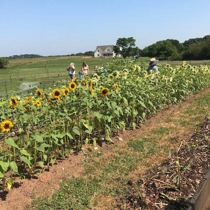 Twin Run Flower Farm