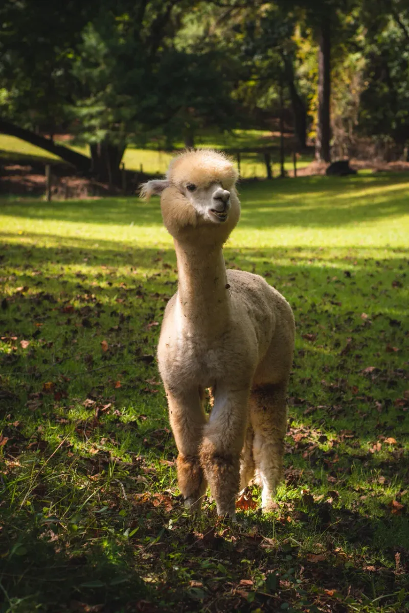 Buddy’s Alpaca Farm – Douglasville