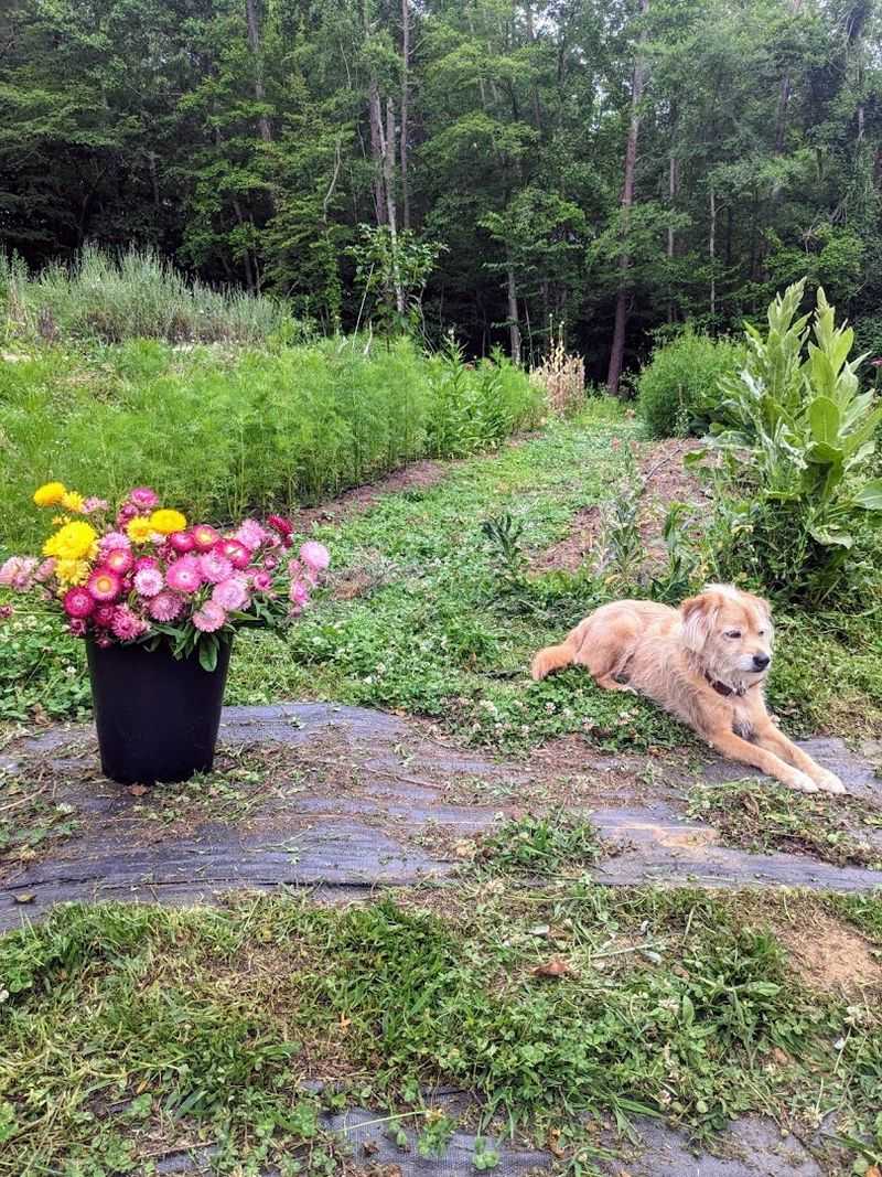 Deep River Flower Farm