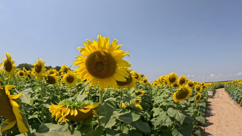 Special Events Among the Flowers