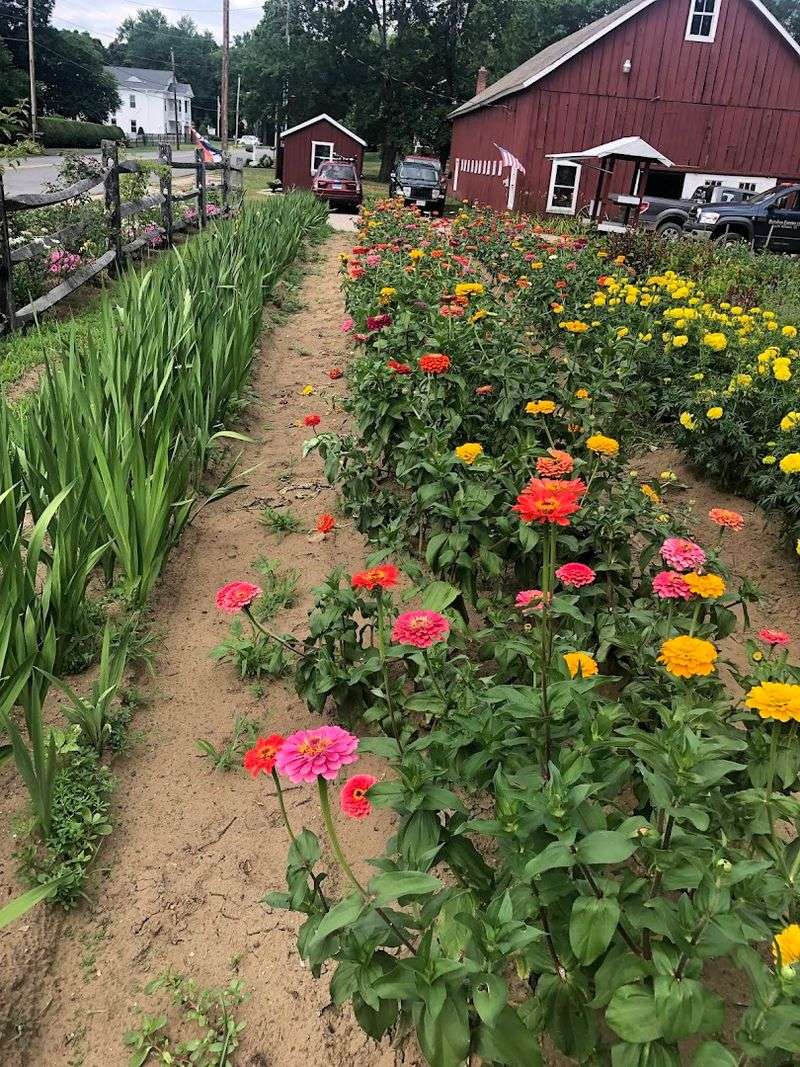 Bordua Farms (Flower Fields)