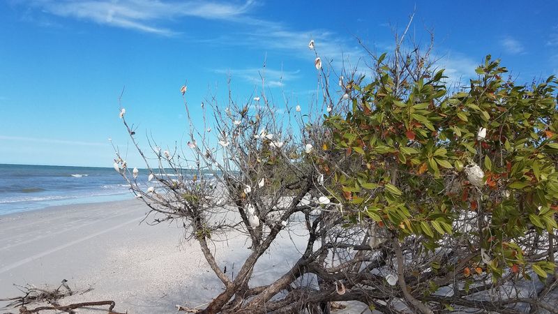 Caladesi Island State Park