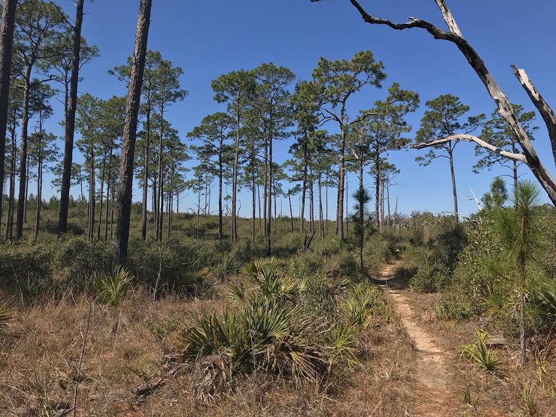 Ocala National Forest Equestrian Trails 