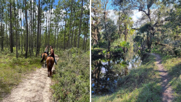 Florida&rsquo;s Most Scenic Horseback Riding Experiences Can Be Found At These 13 Spots