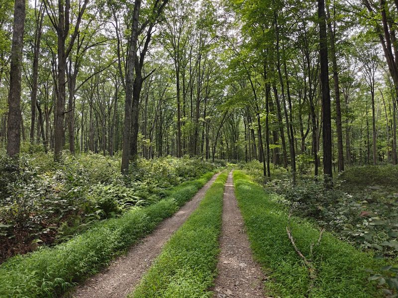 Gateway to Rothrock State Forest Adventures