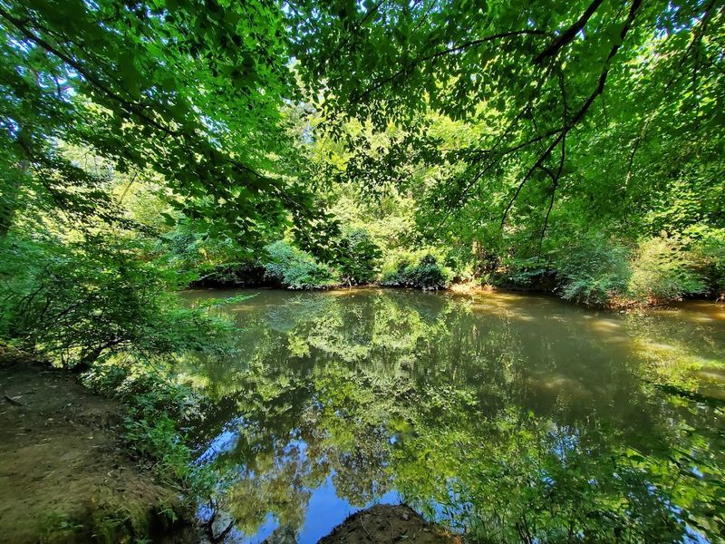 Riverside Trails That Wind Through Ancient Forests
