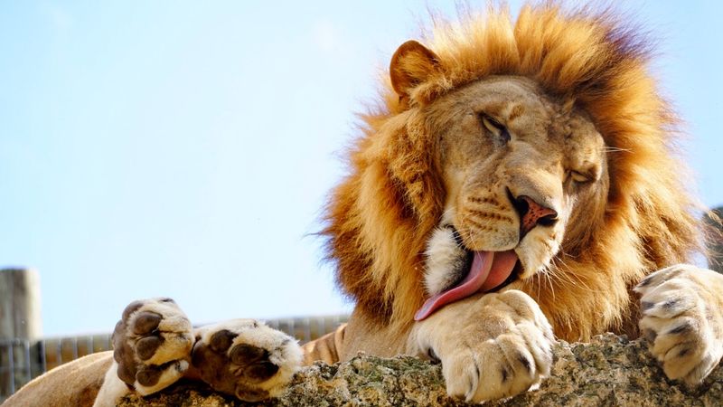 Zoological Wildlife Foundation, Miami, Miami-Dade County