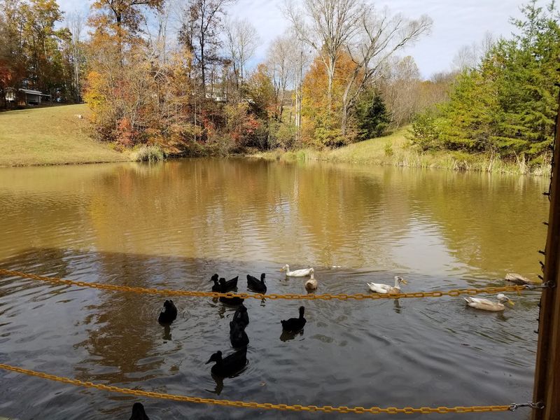 Infinity Acres Petting Ranch (Ridgeway)