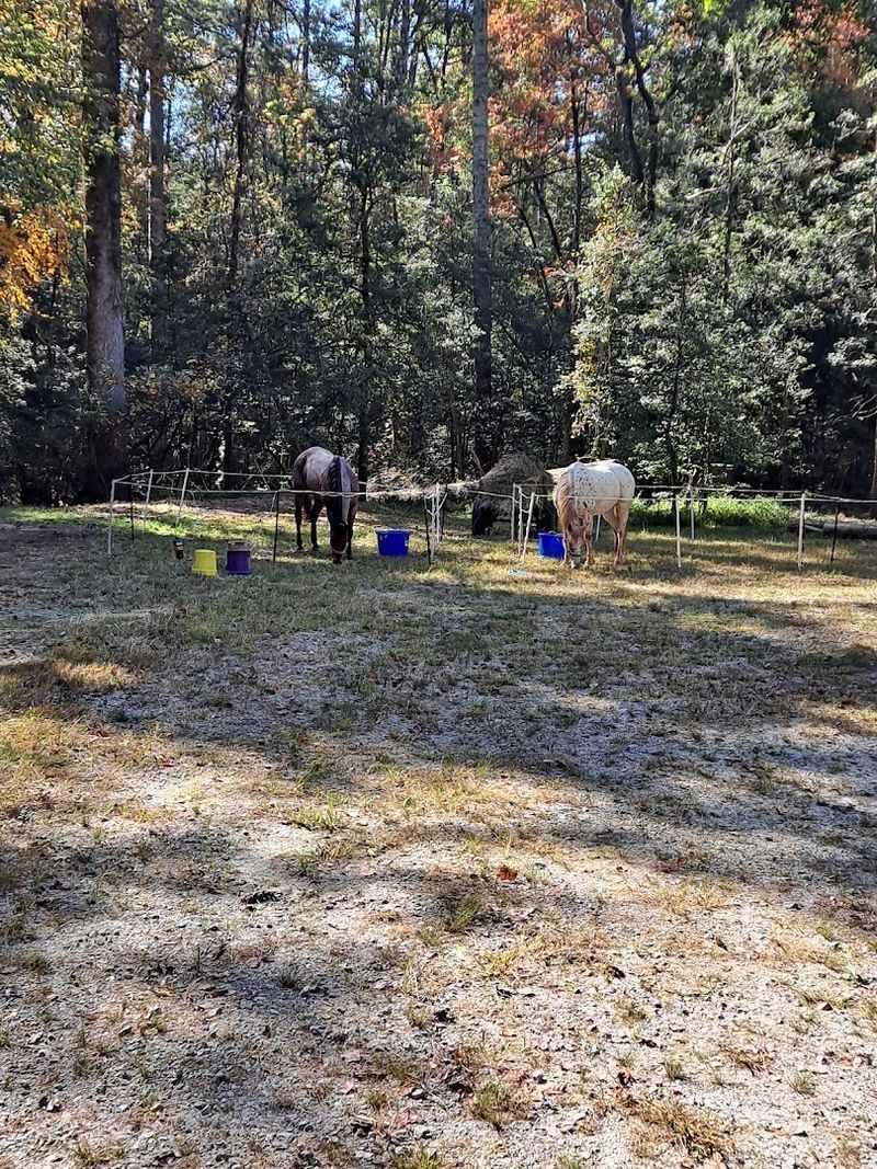 Willis Knob Horse Camp (Chattahoochee National Forest) 