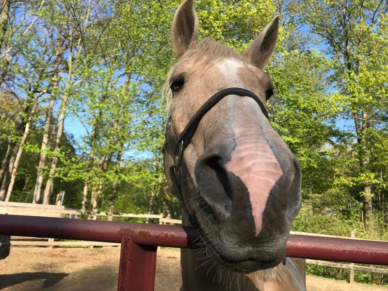 Chipman Stables 