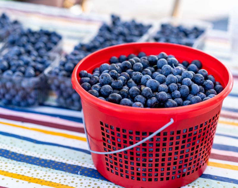 National Blueberry Festival (South Haven)