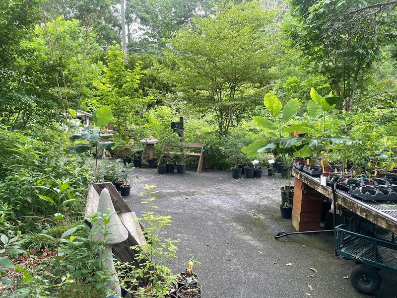Nearly Native Nursery