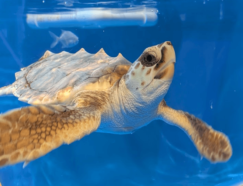Tybee Island Marine Science Center