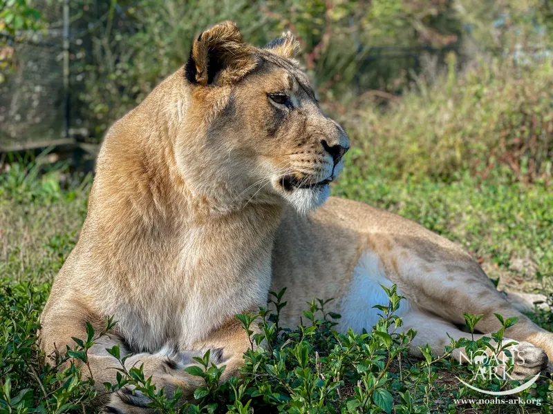 Noah’s Ark Animal Sanctuary – Locust Grove