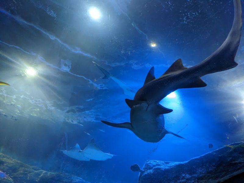 Sea Life Michigan Aquarium - Auburn Hills