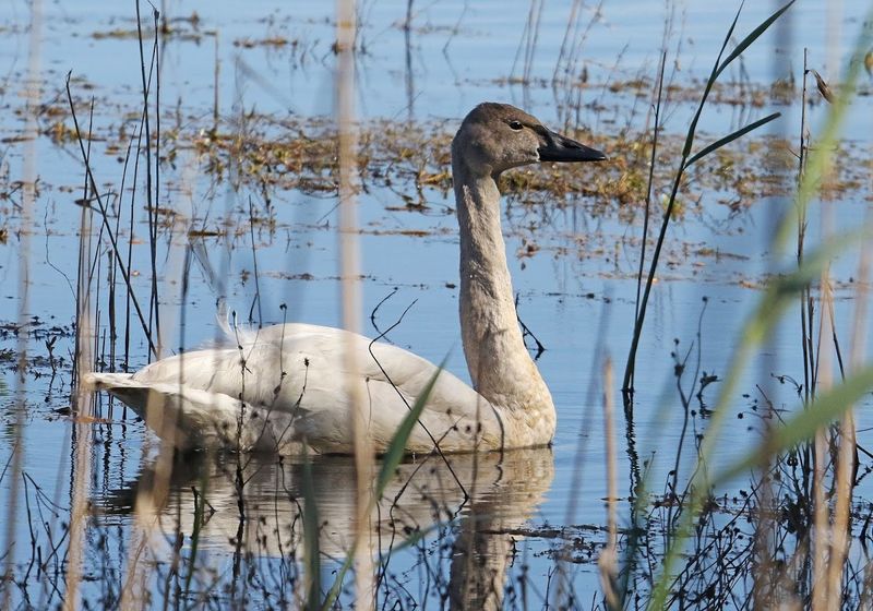 Lake Mattamuskeet National Wildlife Refuge - Swanquarter, Hyde County