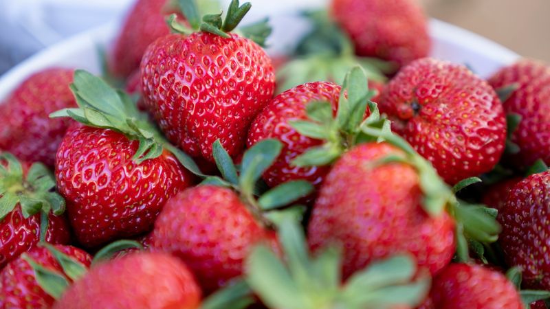 Olde Mistick Village Strawberry Festival (Mystic)