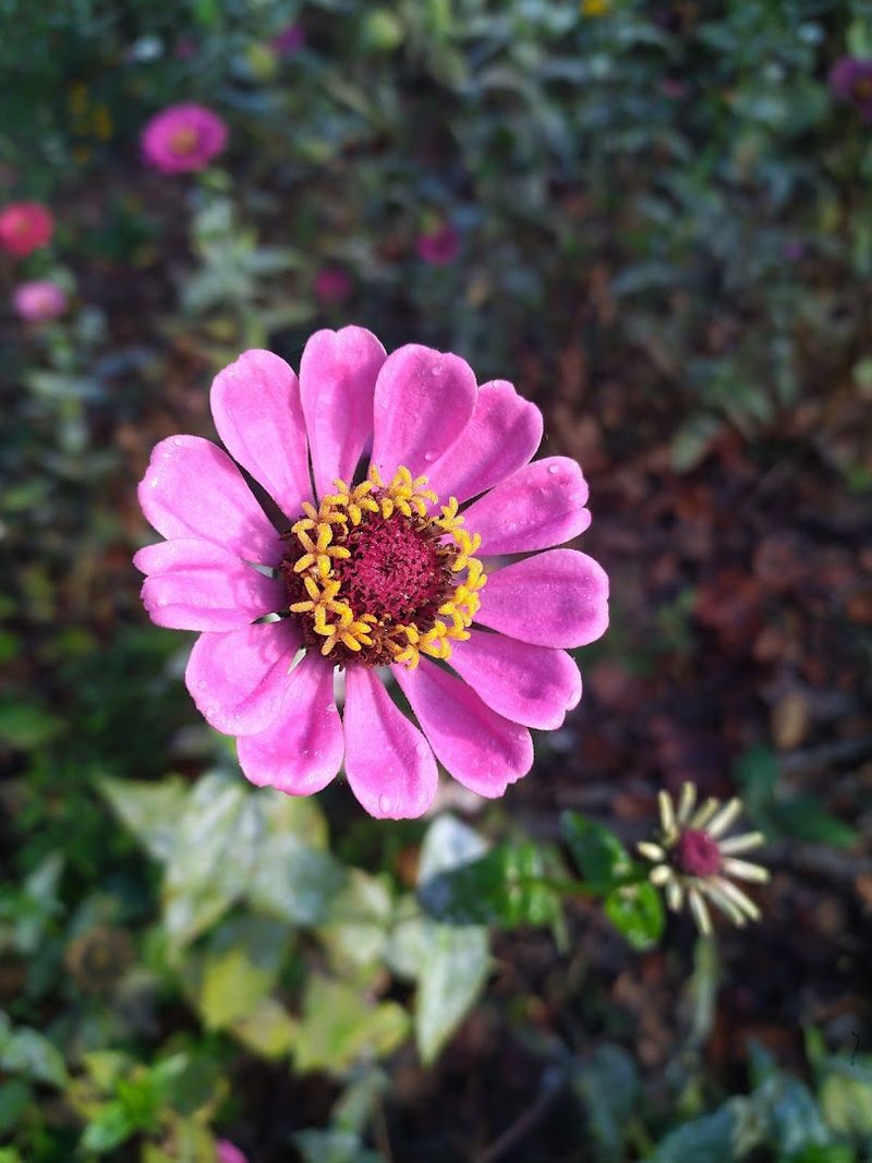 Botanical Garden of the Piedmont (Charlottesville)