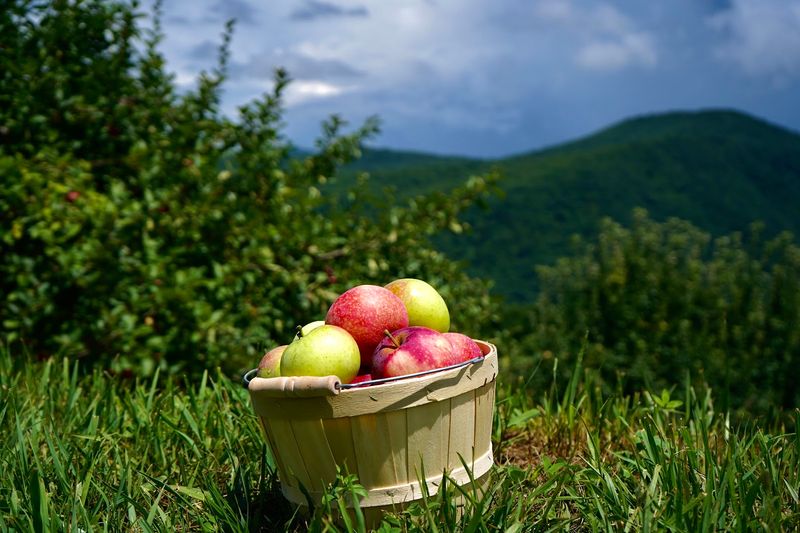 The Orchard at Altapass - Spruce Pine, Mitchell County