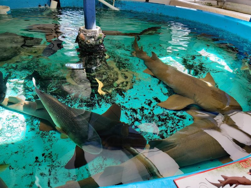 Gulf Specimen Aquarium