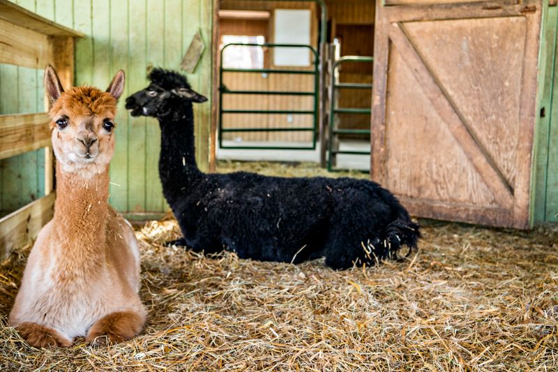 Creekwater Alpaca Farm – Snellville
