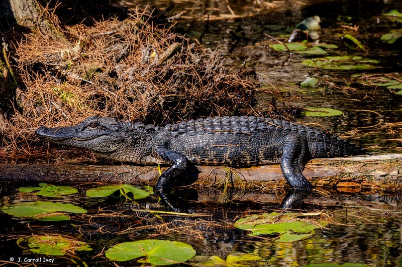 Okefenokee National Wildlife Refuge - Folkston, Charlton County