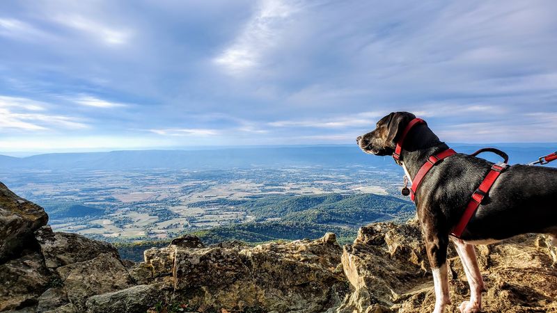 Stony Man Trail