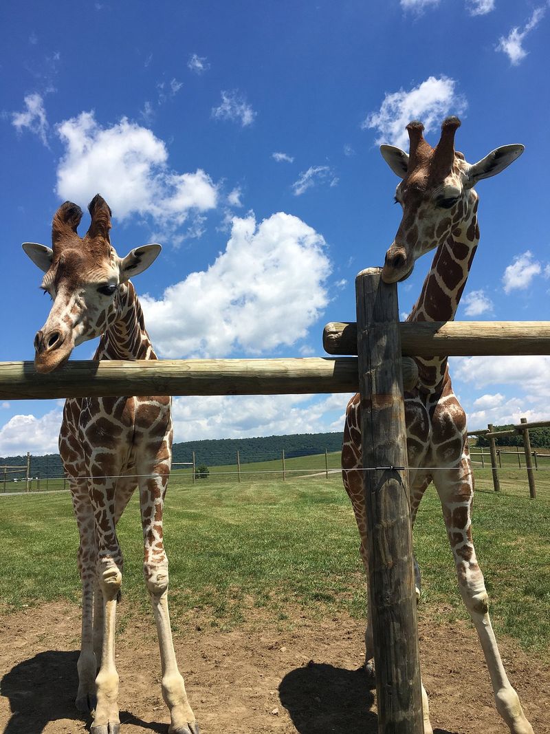 Lake Tobias Wildlife Park - Halifax