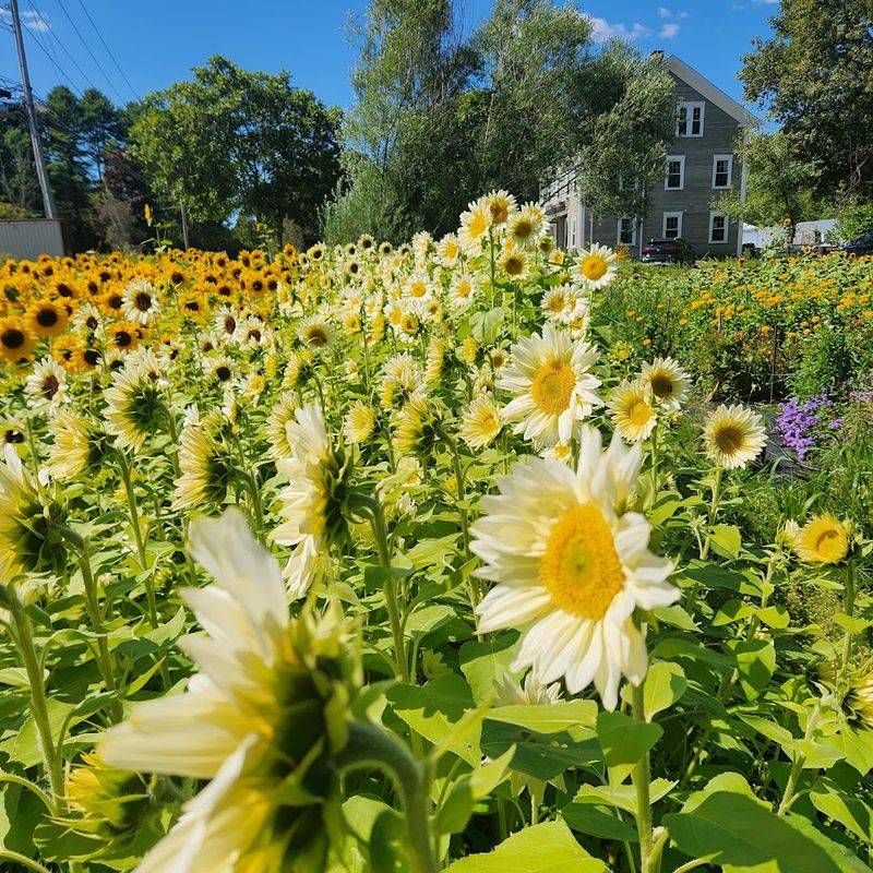 Sterling Flower Farm