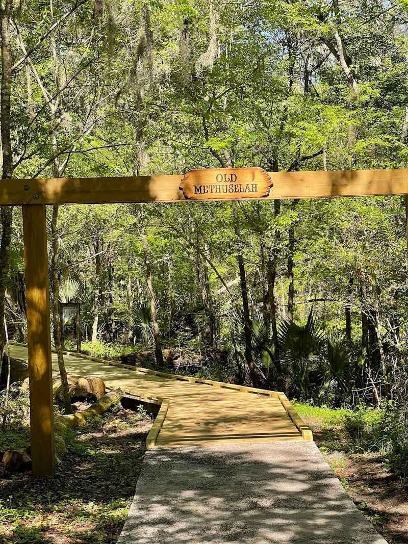 Nature Trails and Ancient Trees