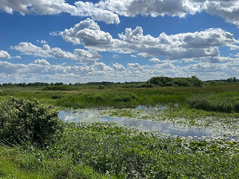 Magee Marsh Wildlife Area 