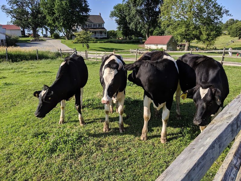 Milky Way Farm - Chester Springs, Chester County