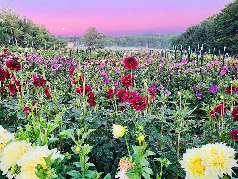 Wayflowering Farm