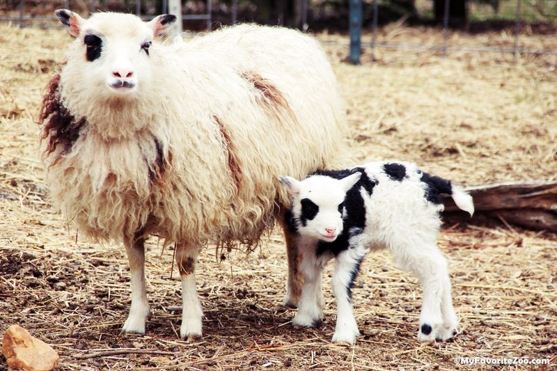 Paradise Valley Farm – Cleveland