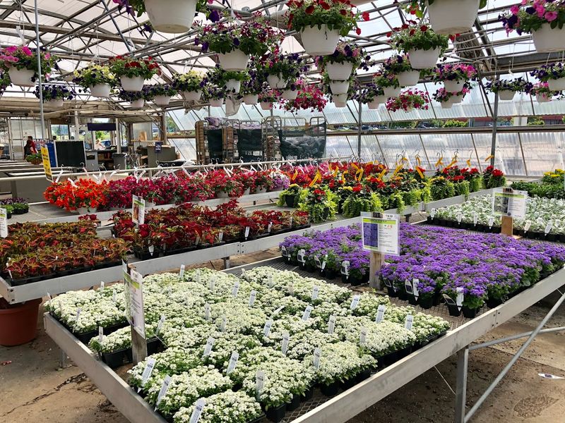Bordine's Nursery, Rochester Hills, Oakland County,