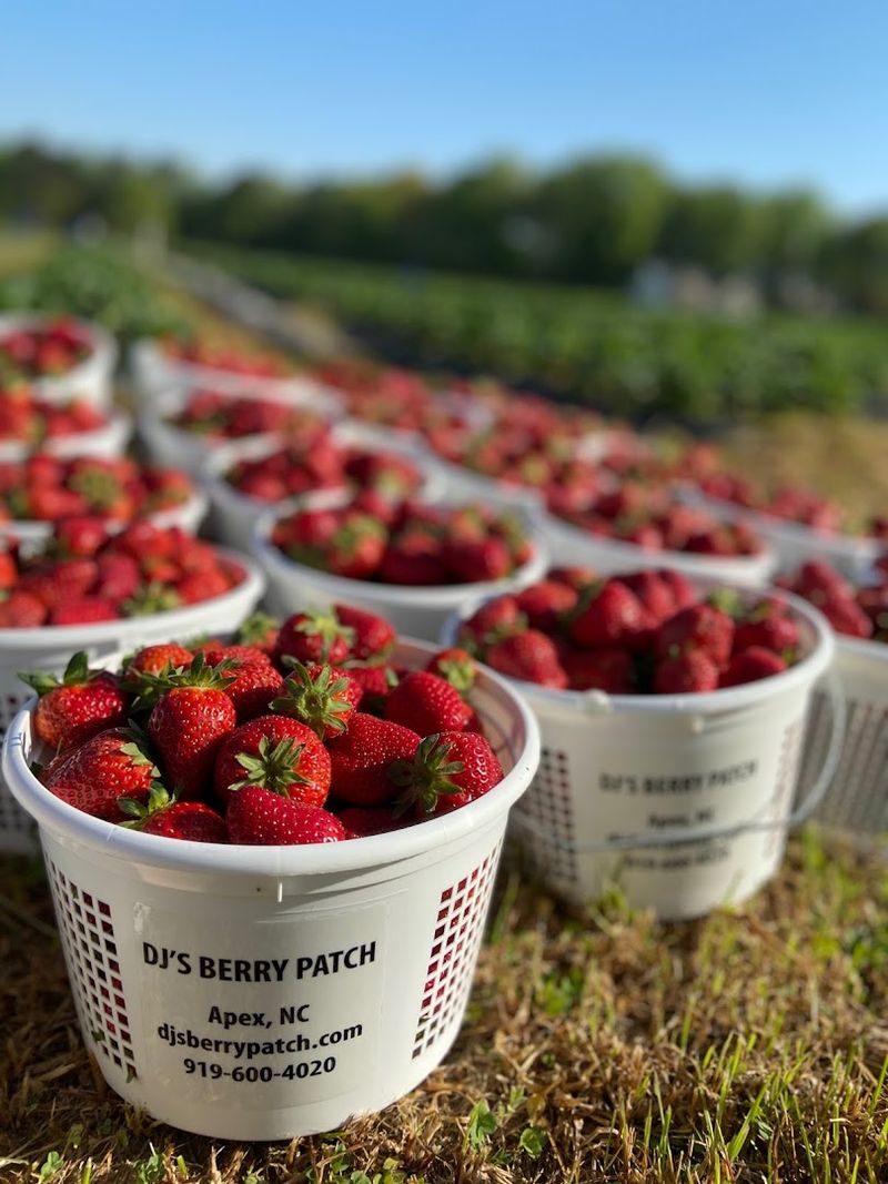 DJ's Berry Patch - Apex, Wake County