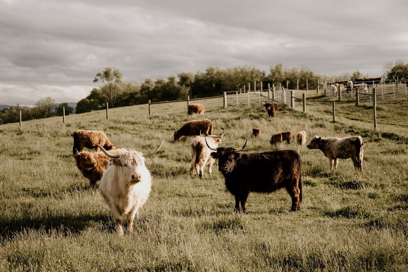 Cyrus Ridge Farm (Waynesboro)
