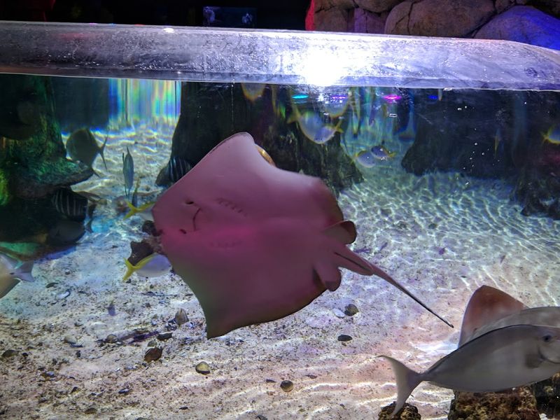 Stingray Encounters and Feeding