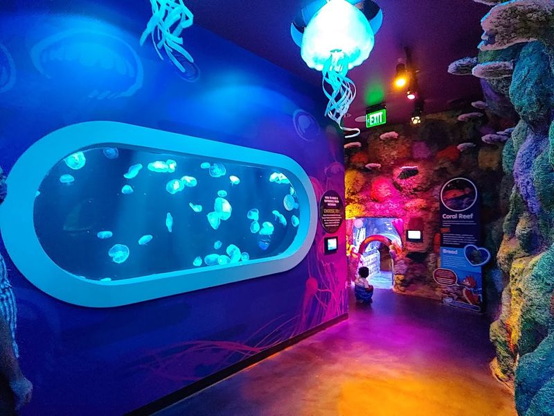 Mesmerizing Jellyfish Gallery