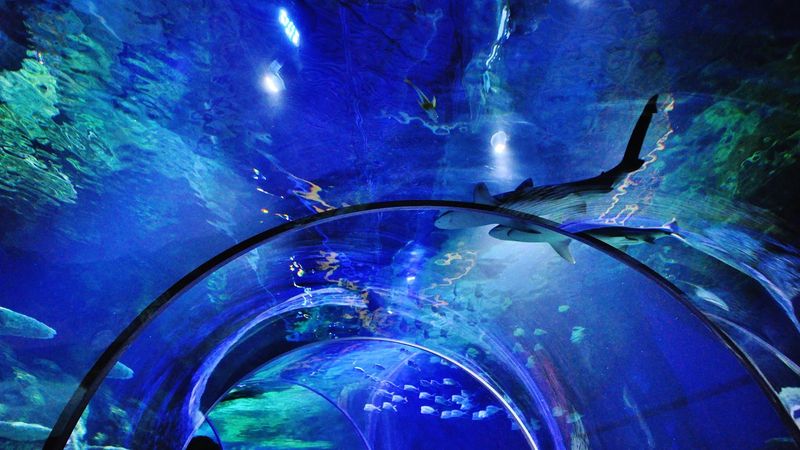SEA LIFE Charlotte-Concord Aquarium