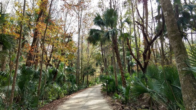 Seminole State Forest Equestrian Trails