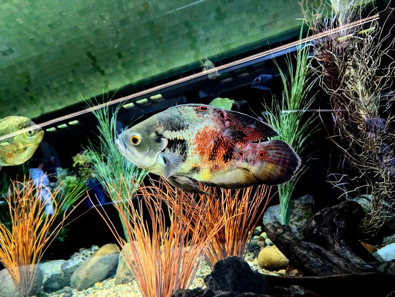 Belle Isle Aquarium 
