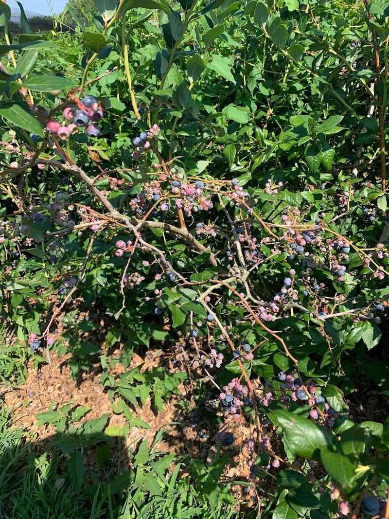 Bishop's Orchards (Guilford)