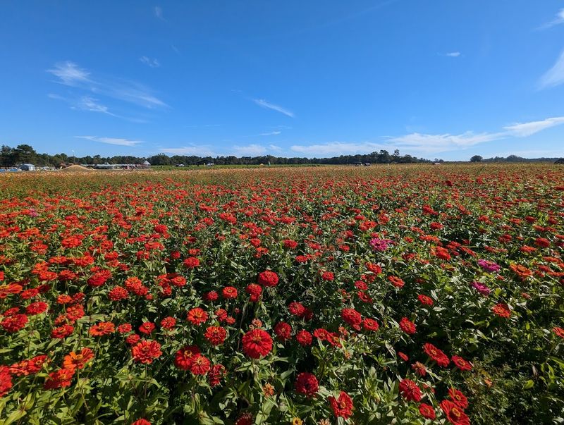 Hubb's Farm - Clinton, Sampson County