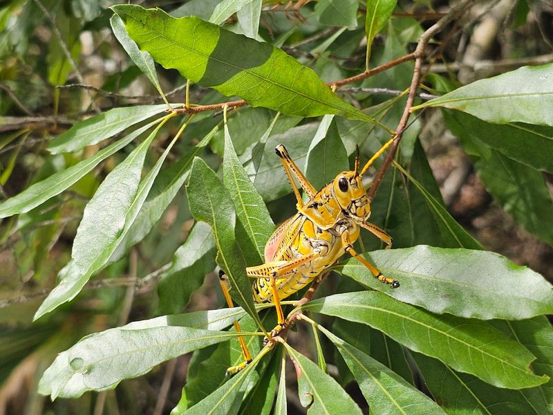 Ranger Programs and Wildlife Talks